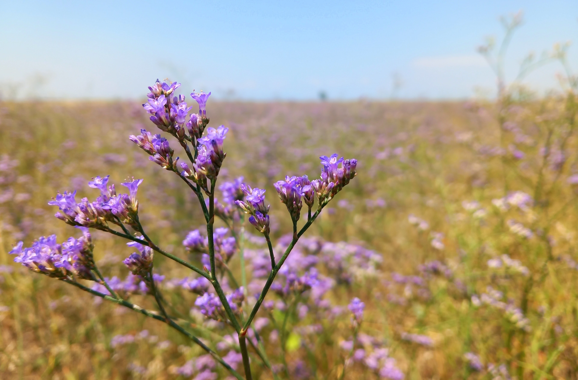 Gál Renáta-Sóvirág.jpg
